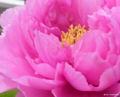 此花贵为国花,自古以来就备受宠爱,被推为百花之首