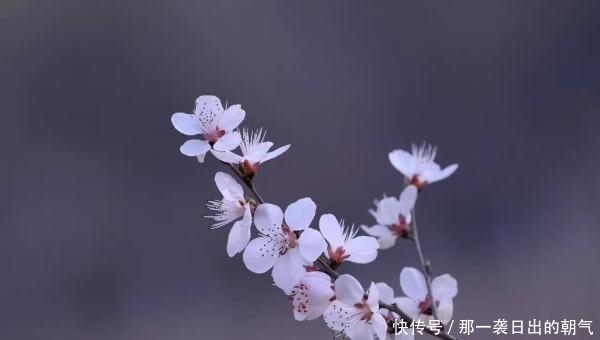 寻春味，赏春花，来这里收获最美丽的“春日限定”！