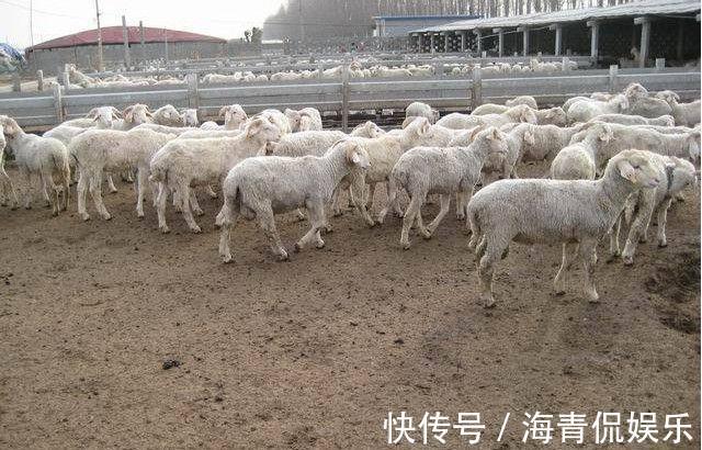 麻烦|长寿花最喜欢这种肥,盆里埋一点,一年施肥麻烦都省了