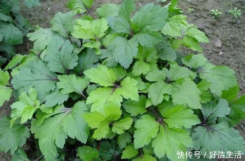 野菊花|这种野菜长得很像“野菊花”,非常受欢迎,还可以治老风湿