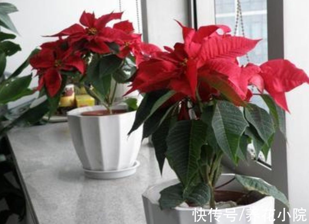 观赏价值|6种漂亮花卉,影响健康和睡眠,不适合养在卧室