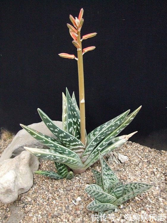 蛇皮|这种芦荟容易开花,叶子有蛇皮般的纹理,耐旱耐阴,为啥还能养死