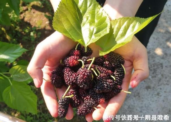 此物|生姜和此物是“天生一对”，睡前吃一点，肾气足，肝也“净”了