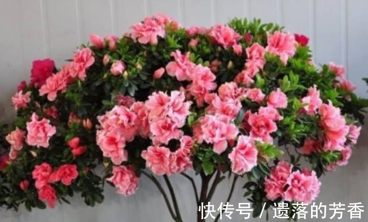 颜值超高的几款花卉,花大服盆快,随便一养成花海,太漂亮了