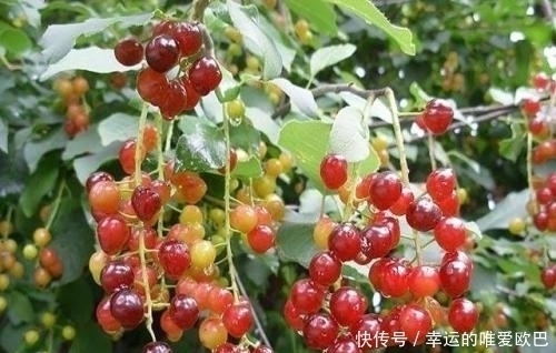 白樱桃|这种蕴含乡土气息的野果,不仅能补中益气,还是榨油的好材料