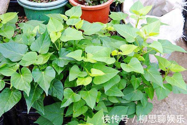 花盆|家里囤的地瓜发芽了咋办立马扔土里,长出另一种美味!