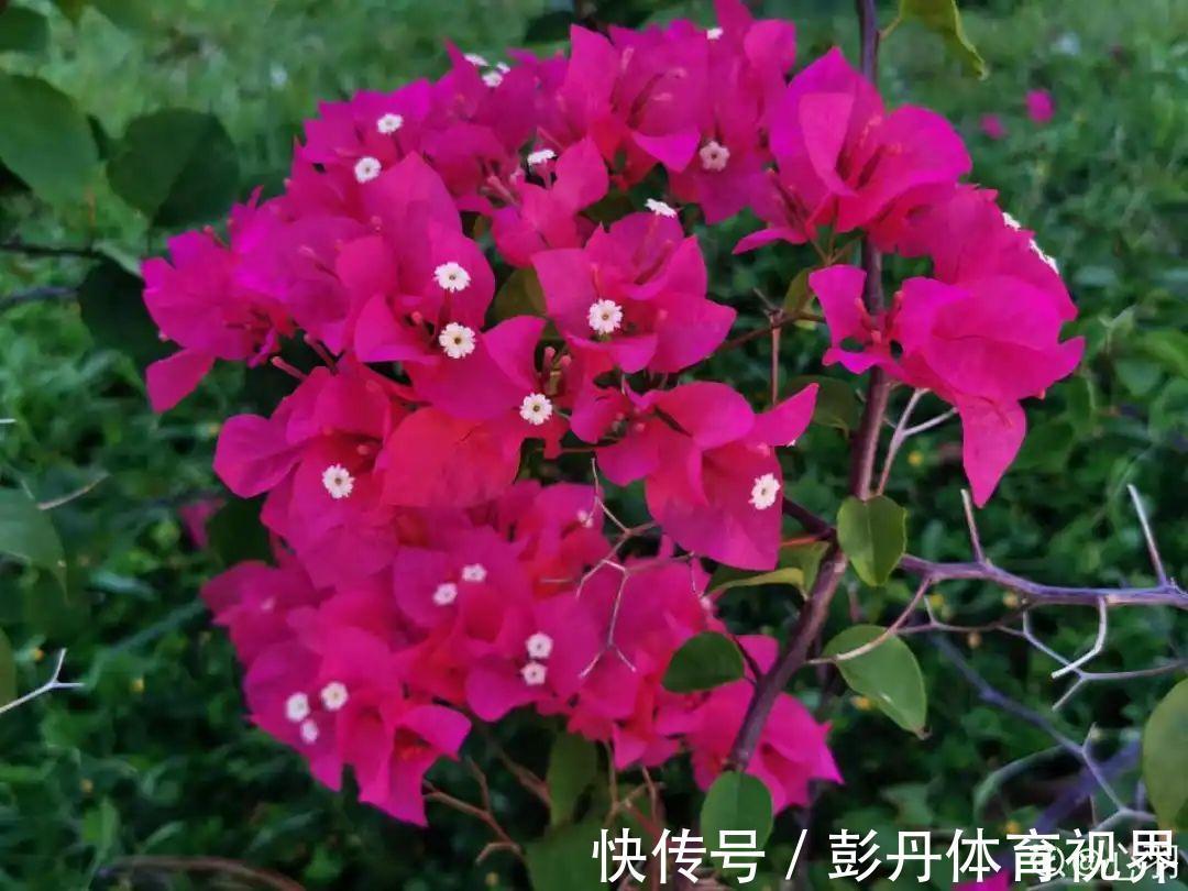 叶子|十月养这花,撸叶子、少浇水,10天冒出大花苞!