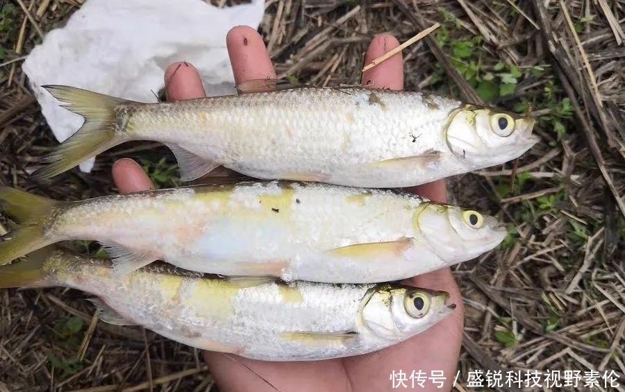 又细又软的鲫鱼竿为何会“失宠”?难道会被淘汰?绝不是这样!