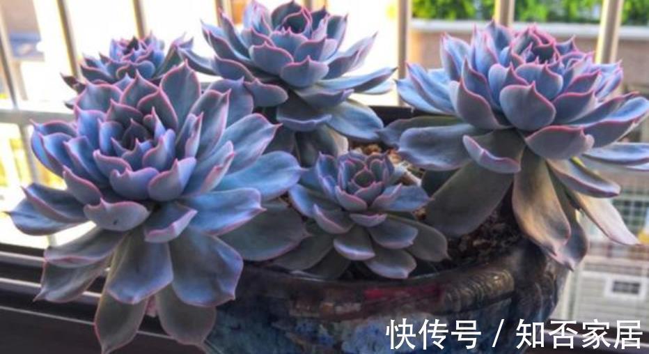 叶片|推荐款容易爆头的多肉,皮实好养长得快,一次养10盆不嫌多