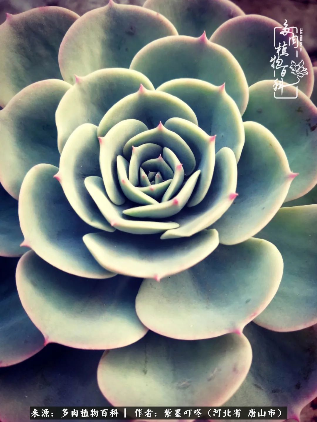 从平凡中寻找美感,从噪杂中寻找宁静——多肉给予我的心灵疗愈!