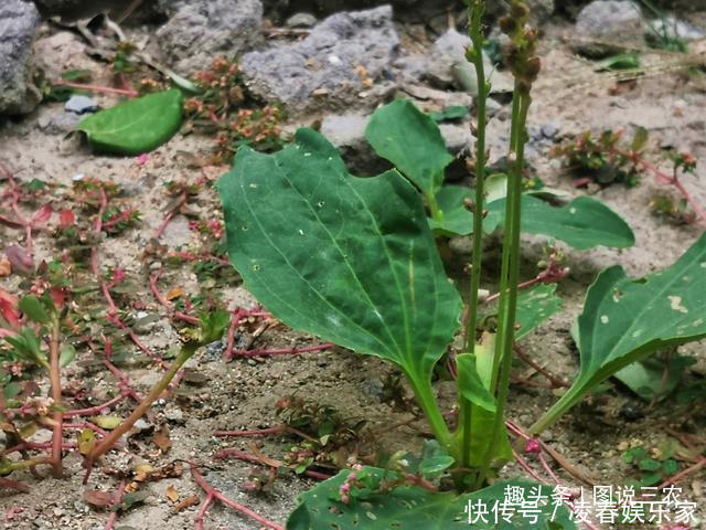 葉子|農村有一種不起眼的野草，葉子與豬耳朵相似，市場售價5元一斤