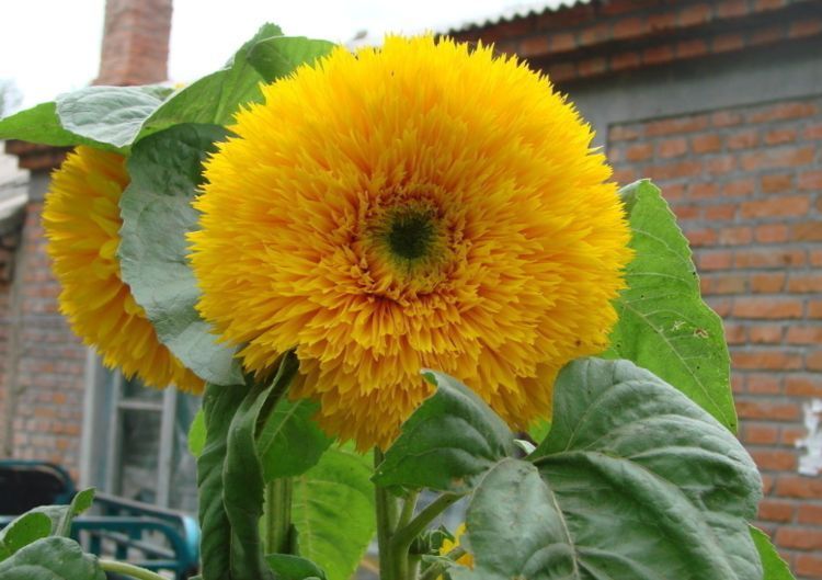 喜欢菊花,不如养盆“花中珍品”太阳花,一次开花上百朵,超级可