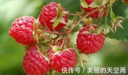 树莓|聪明人喜欢吃3种食物,排毒养颜、延缓衰老,身体棒棒哒!