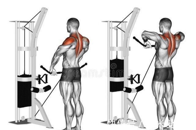 变式|杠铃直立划船的3个变式动作,改善肩部不适,轻松练厚三角肌中束