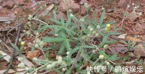 农村|农村一种常见野草,农民常拿来做菜吃,其实价值珍贵