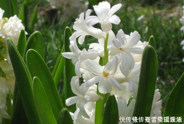 花卉|这3种花是“吸氧精”,可别养在卧室,争分夺秒的和你抢氧气