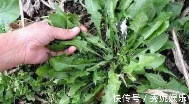农村|杂草中的一种草,被称为“救命草”20年前当菜吃,如今有价无市!