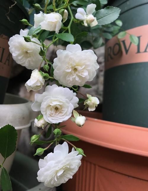 彗星——阳台盆栽“新宠”，常年开花，花量丰富，好看又好养