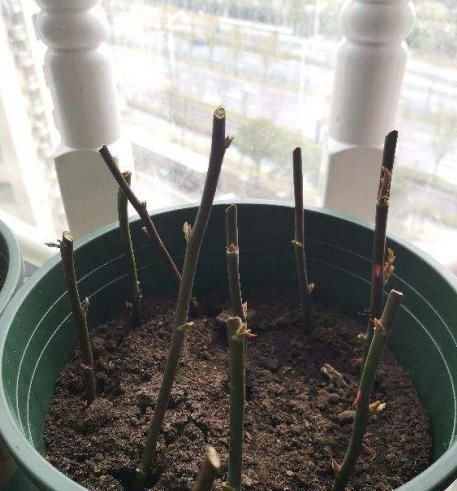 生根|全民养花季,教你6个“养花绝招”,杀害虫促发芽,扦插生根快