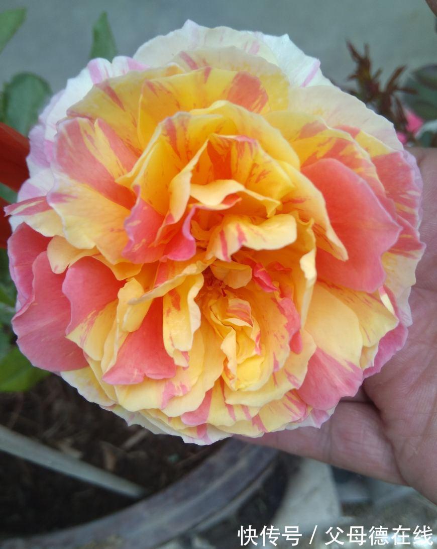 中国的骄傲品种月季,四季开花,观赏价值高,花香浓郁,值得拥有