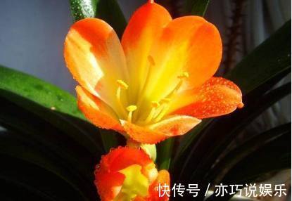 君子兰土|君子兰盆里加点东西,养几十年都不会烂根,年年都能开花爆盆