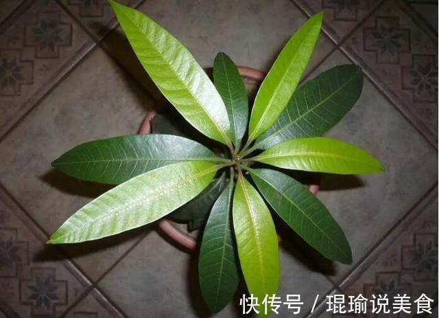 花盆|4种“果核”不要扔,埋土里,5天之后“惊喜”不断,观叶又收果!