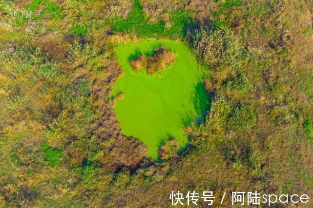 芦苇|杭州城北有块地荒废了很多年，今年秋天终于生出一片芦苇花海