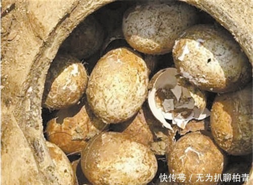鸡蛋|为何专家最惧怕古墓出现鸡蛋,难道真那么玄乎?专家:摸都摸不得