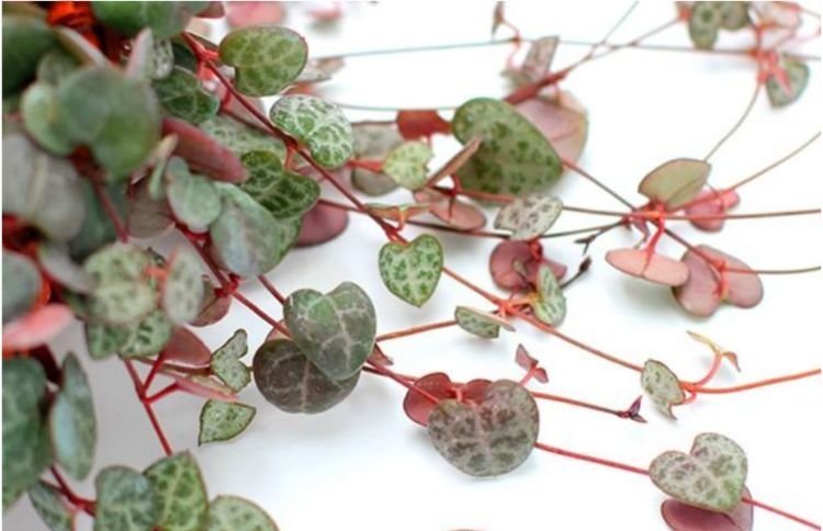 居家就养此款花卉，漂亮又好闻，全年开花不断，花开美观又大气