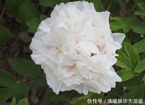 菊花|喜欢菊花，不如养盆“花中精品”赵粉牡丹，花形丰满，芳香馥郁