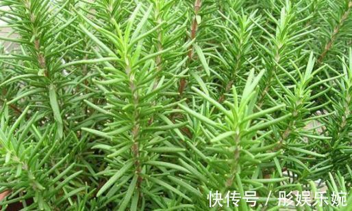 有香味的花卉盆栽有哪些养上几盆家里就不用买清新剂了！