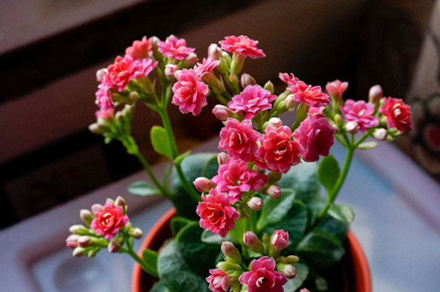 花色|此花寓意着健康长寿,在圣诞的时候开花,花色十分的丰富