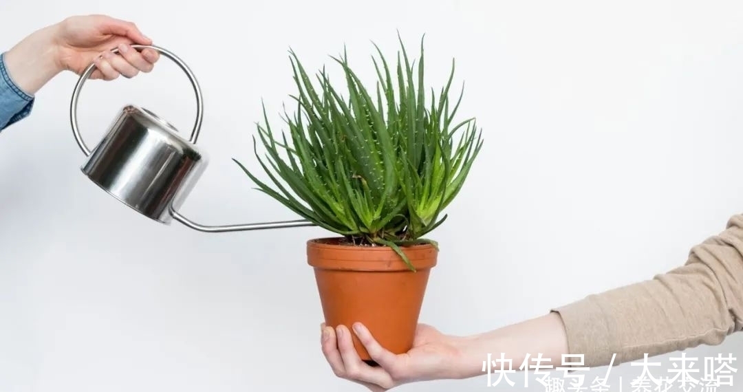 如何正确给室内植物浇水?掌握11个浇水技巧,你也能变园艺高手