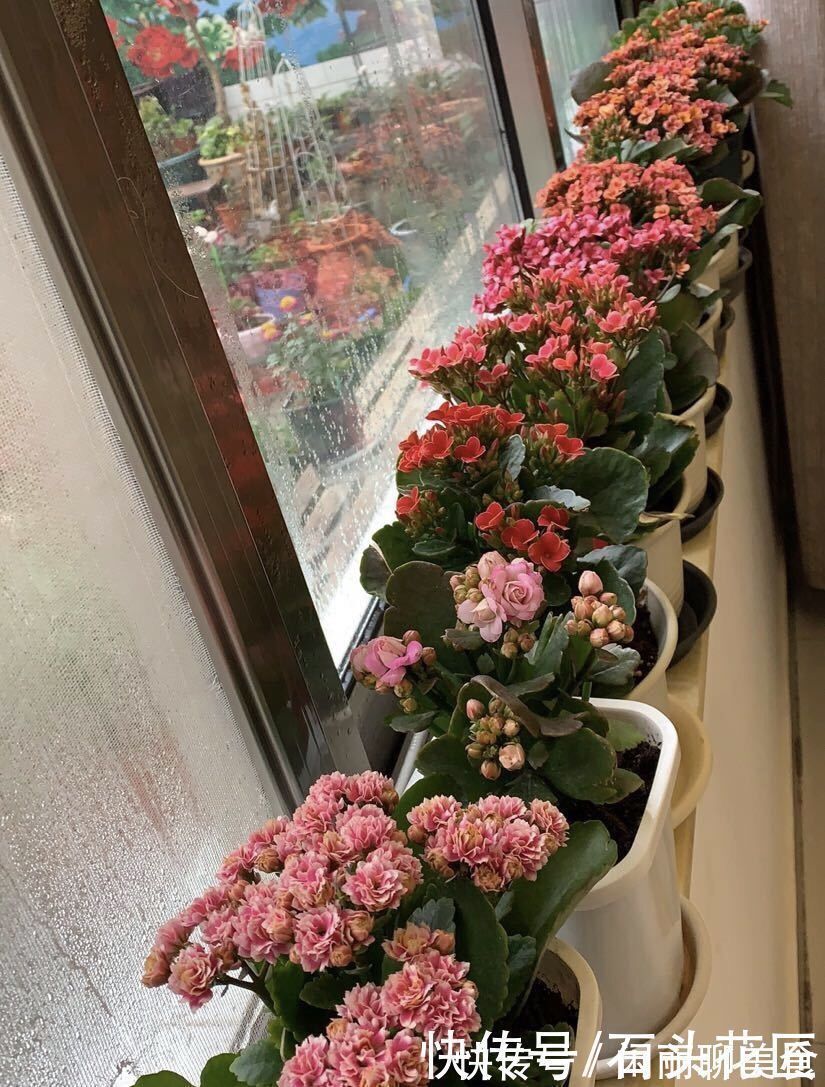 追肥|养了5年的长寿花“老桩”快开花了,总结4点经验,对你有用