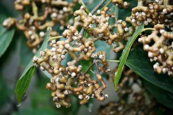 抗脂质过氧化|女性晚上当零食吃一把,一个月下来,滋润皮肤,气色更红润