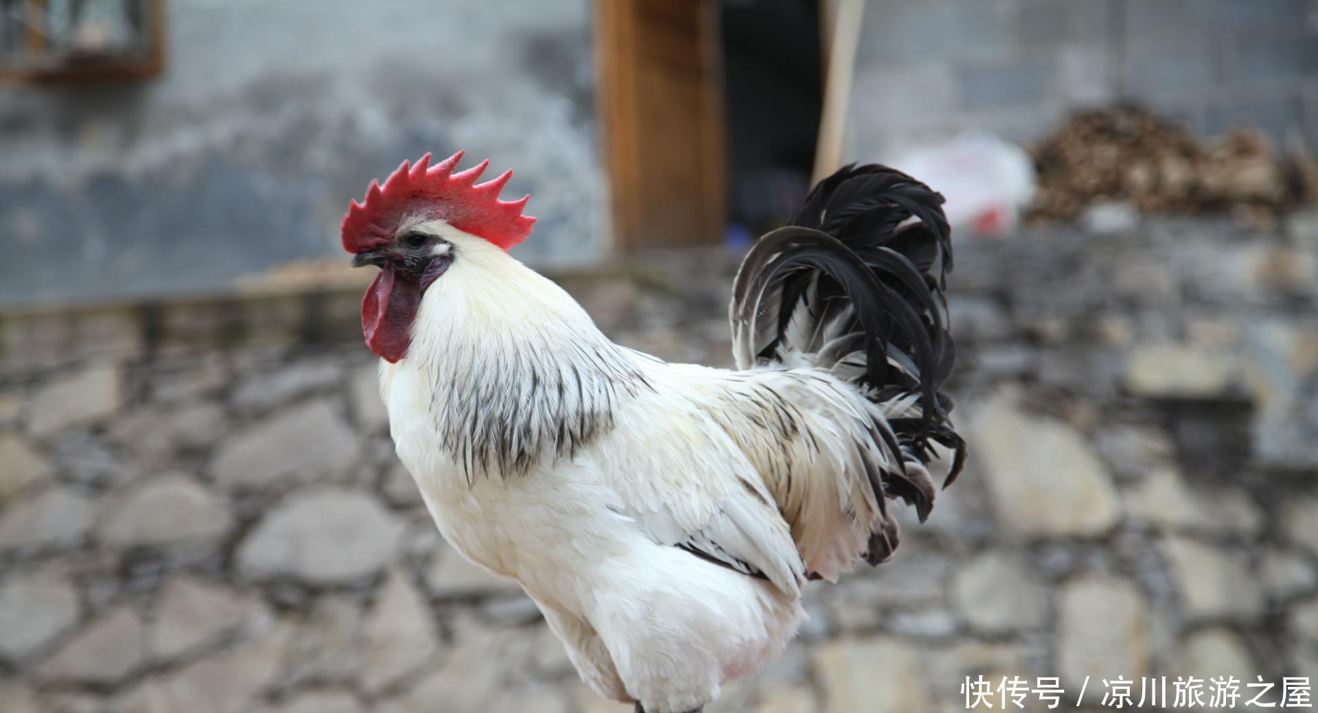 转恨|有约闻鸡同起舞灯前转恨漏声迟!