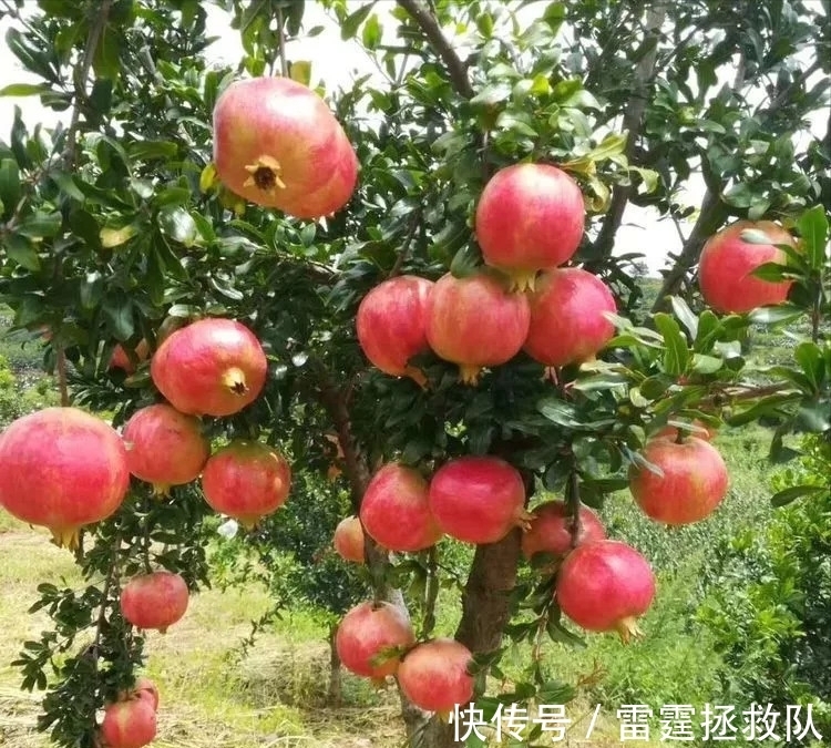 3种“吉利树”,家里种一棵,多福高寿,子孙也受益