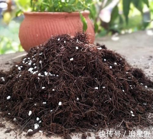 松针土|一种“万能土”,养花的人抢着挖,养兰花、君子兰杠杠滴