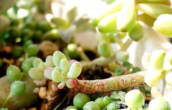 6招教你判断多肉是否缺水,掌握4季浇水法则