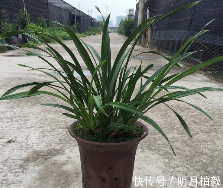 兰花界|兰花界的“奇葩”红贵妃，堪称盆栽佳品，养1盆四季开花