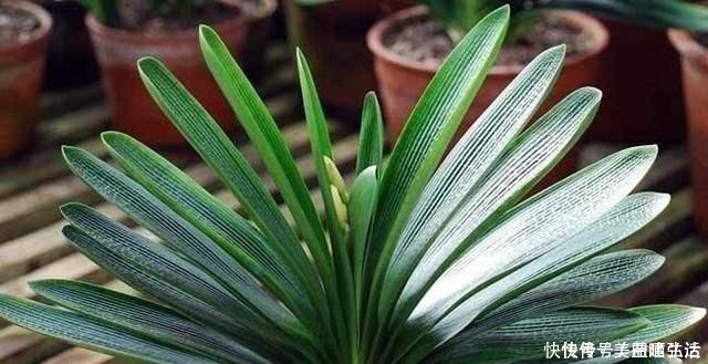 钾肥|不花钱的“营养液”,给君子兰浇一点,叶片肥,叶纹深,开花多!