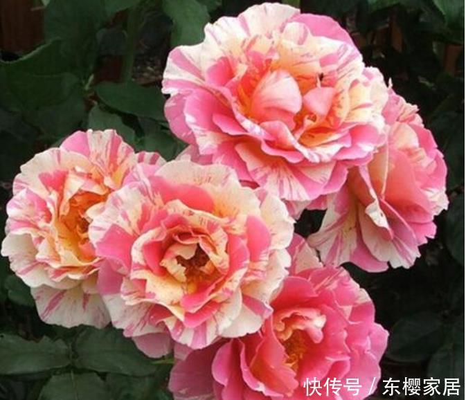 4种花是花卉中的佼佼者，花朵硕大、一盆开花100朵，天天能赏花