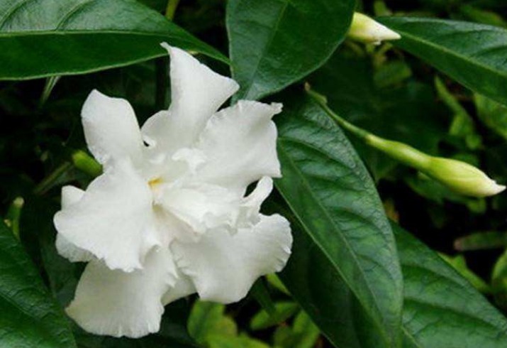 此花绿叶青翠欲滴,素白的花色看起来纯净如玉,代表了天真与希望