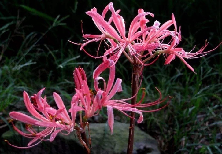 花草匠|这株“石蒜花”比玫瑰还美，花瓣奇特少见，芳香四溢，值得拥有