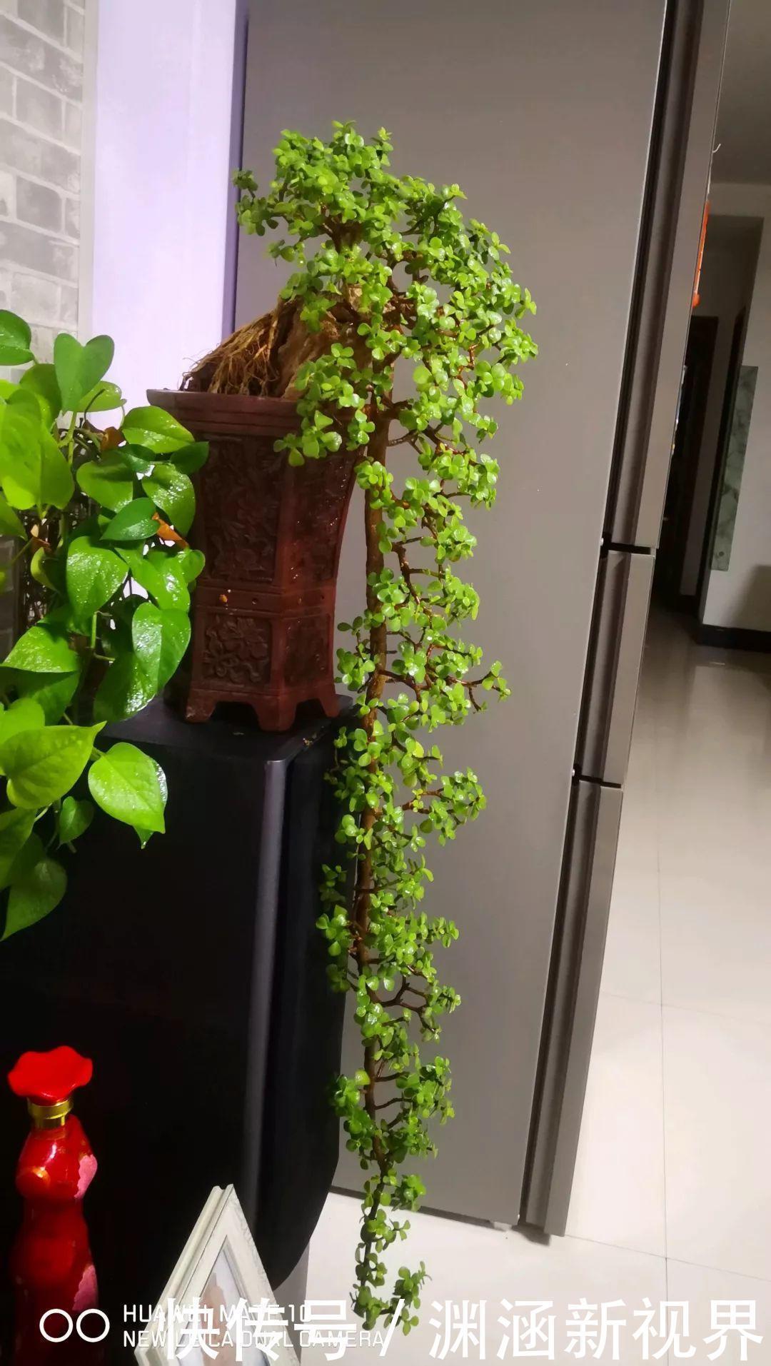 浇水|会养花的人都选它，耐旱又好活，2年养成小树桩！