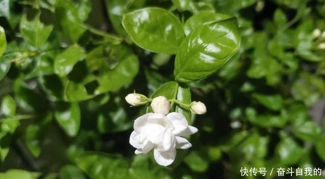 别再稀里糊涂养花了，这些基础常识，很重要！