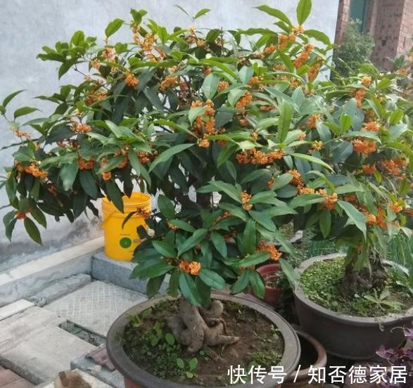 磷酸二氢钾|4种漂亮花，下个月就开花，现在别“瞎修剪”，耽误一年开花量