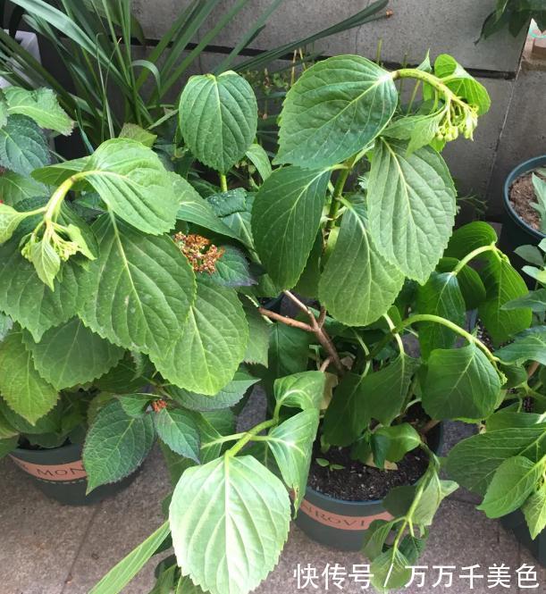 浇水|这个天，你的绣球浇水姿势对了吗