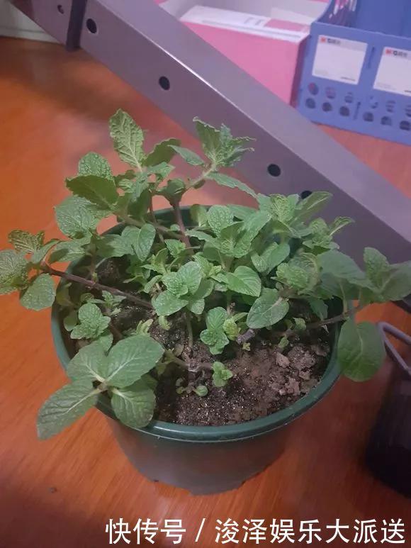 太阳花|咋“折腾”都不死的4种花,越修剪越旺,很难养死