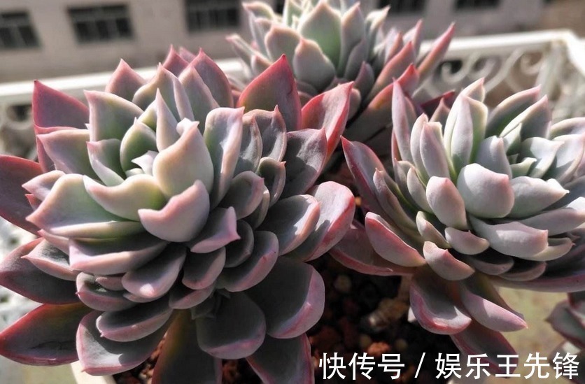 秋季该怎么给多肉浇水?摸清楚这4点,叶子水灵灵,不会没精神